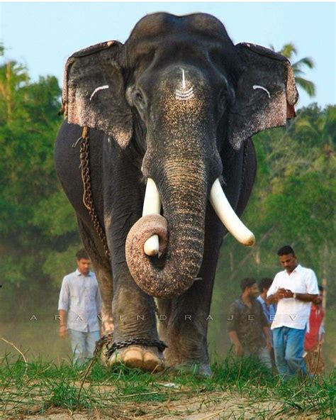 Kerala Elephant Hd Picture Peepsburghcom