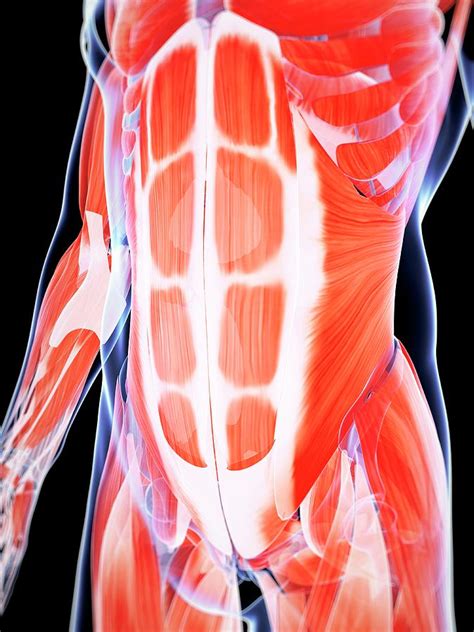 Human Abdominal Muscles Photograph By Sebastian Kaulitzki Fine Art