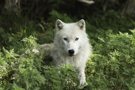 A Lone Arctic Wolf In Some Leaves Stock Photo Image Of Leaves Animal