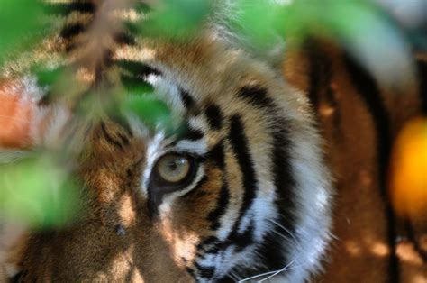 Eye Of The Tiger By Rajat Sethi — 2017 National Geographic Nature