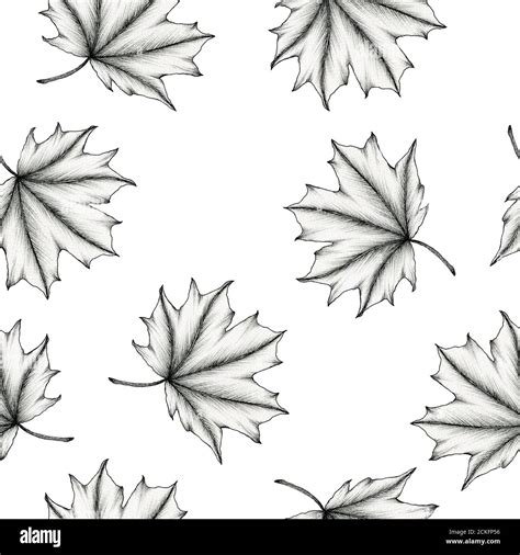 Black And White Maple Leaf Seamless Background Ink Hand Drawn