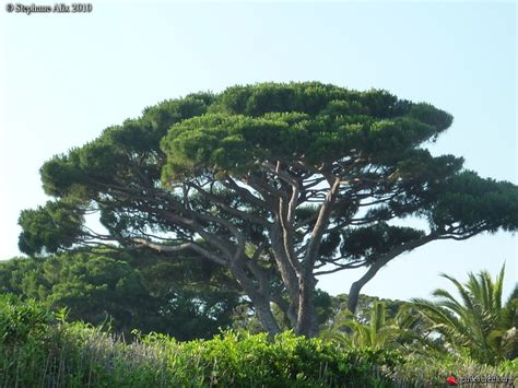 Pinus Pinea Pin Parasol Nice Côte Dazur Les Galeries Photo De