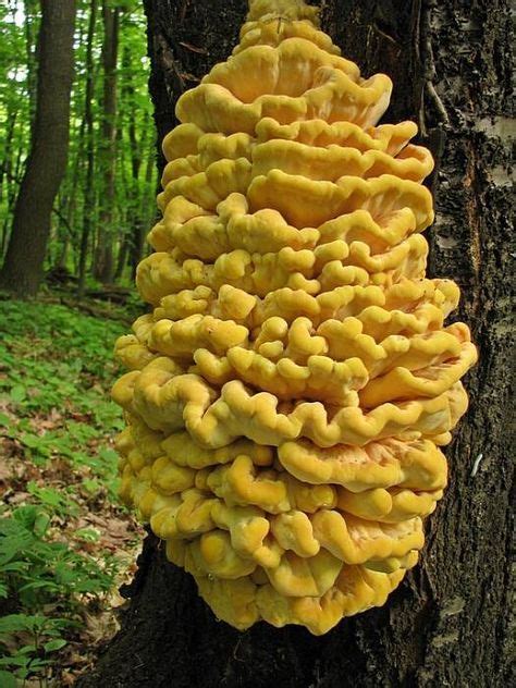 17 Best Edible Mushrooms Found In Iowa Images On Pinterest Edible