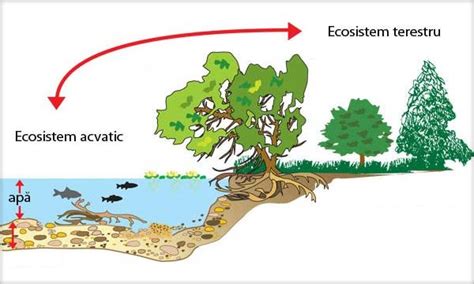 Geosistemul Ecosistemul Biotopul Biocenoza