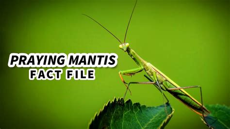 Praying Mantis Facts An Animal With Only One Ear Animal Fact Files
