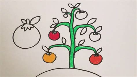 Kumpulan Sketsa Gambar Tomat Hitam Putih Untuk Diwarnai Operator Sekolah