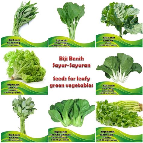 Text of slaid sayur sayuran. Biji Benih Sayur-Sayuran Hijau ekonomi - vegetable seed ...