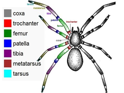 Spiders Leg Segments Name Diagram Of A Spider With The L Flickr