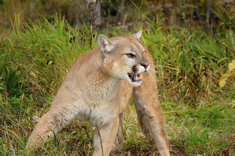 Cougar In A Forest Clearing In The Fall With Open Mouth Showing