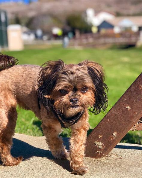Is The Shih Tzu Yorkie Mix The Right Dog For You K9 Web
