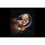 Pictures Of Unborn Babies At Different Stages Development In The 