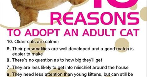 Ten Reasons To Adopt An Adult Cat Please Pass This On