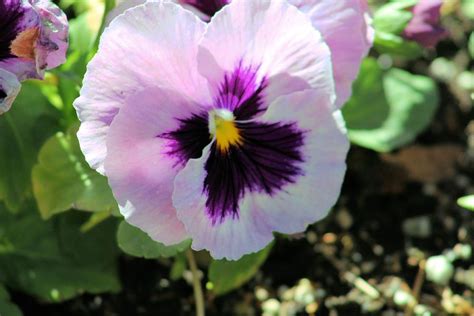 Pink Pansy Photograph By Gayle Berry Fine Art America