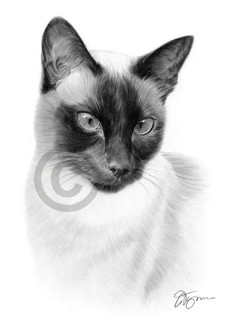 Siamese Cat Art Pencil Drawing Print A4 A3 Signed By Artist Pet