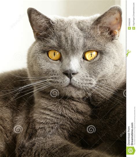 Gray Cat With Orange Eyes Stock Image Image Of Feline 30982269