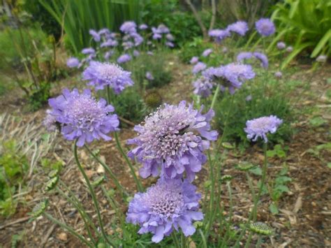Plantfiles Pictures Scabiosa Pincushion Flower Butterfly Blue