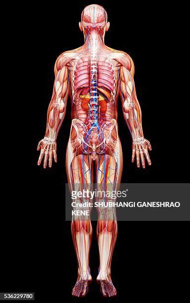 Full Body Anatomy Photos And Premium High Res Pictures Getty Images