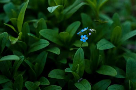Little Blue Flower Stock Photo Download Image Now Istock