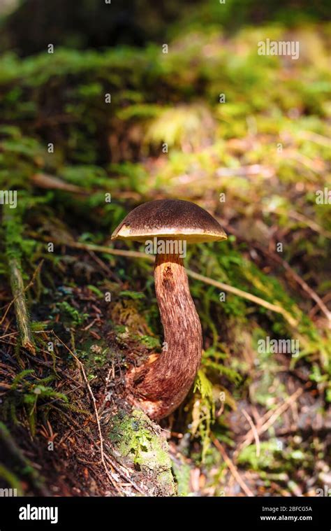 A Close Up Photo Of The Edible Mushroom Admirable Bolete Aureoboletus