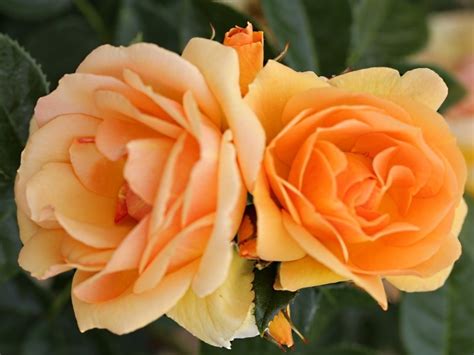 Available Online Rose Floribunda Queen Bee Ashwood Nurseries