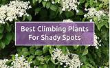 Climbing Shade Plants Pictures