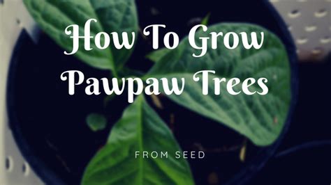 How To Grow Pawpaw Trees From Seed Misfit Gardening