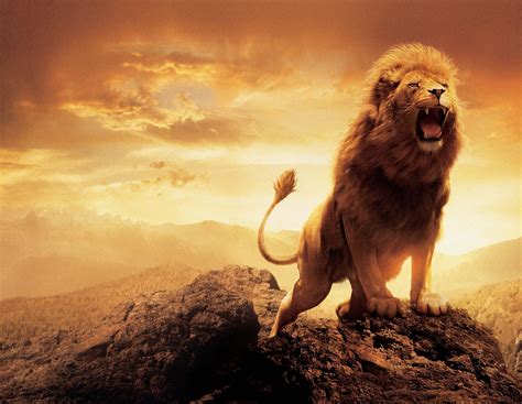 Wallpaper Hd Lion Animales Salvajes Fotos De Leones Animales Images Images