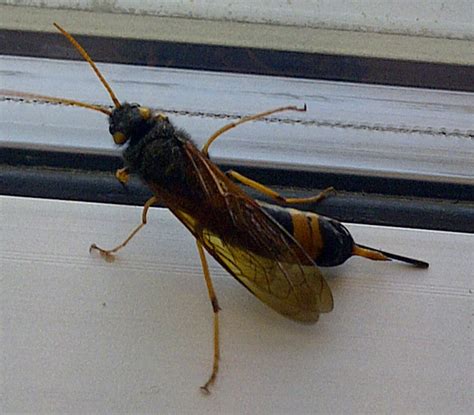 Giant Wood Wasp Whats That Bug