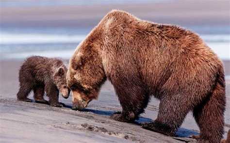 Brown Grizzly Bear And Cub Bears Animals Baby Animals Hd Wallpaper