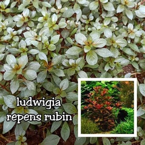 Ludwigia Repens Rubin Aquatic Plants 5stem Shopee Philippines