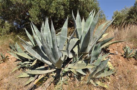 Facts About The Adaptations Of Desert Plants Hubpages
