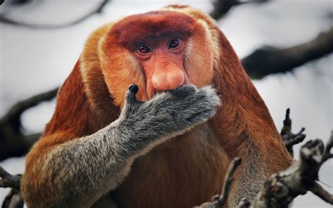 Proboscis Monkey Primate Or A Monkey With Borneos Long Nose On Island