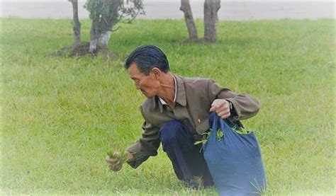 North Korea Gathering Grass For Food The Bridge International