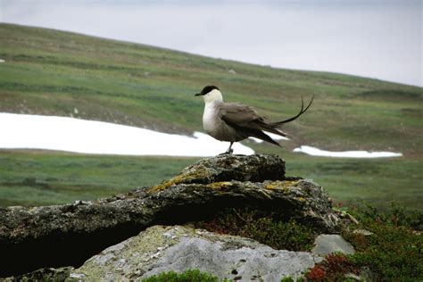 Long Distance Migratory Seabirds Linking Arctic And Ocean Wur
