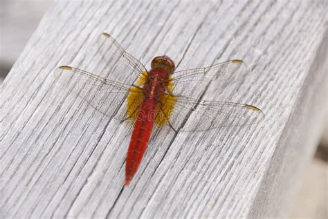 Japanese Red Dragonfly Stock Image Image Of Crimson 18427981