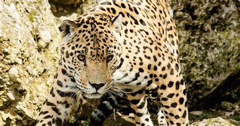 El Proyecto Guerrero Jaguar Logra Captar Al Felino En Peligro De