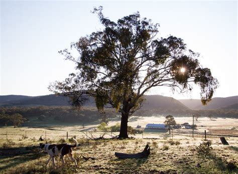 Morning Sun On Rural Farm In Australia Stock Photo Image Of Australia