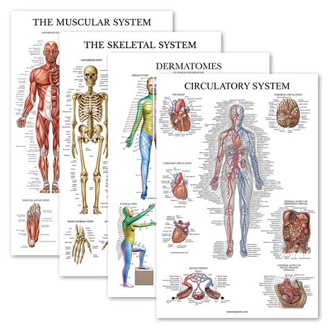 Buy Dermatomes Nervous System Anatomical Chart Dermatomes Anatomy The