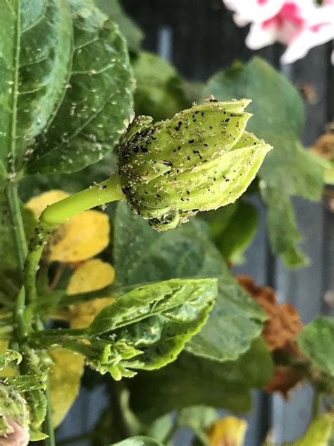 Aphids Aphid Hibiscus Plant Free Photo On Pixabay Pixabay