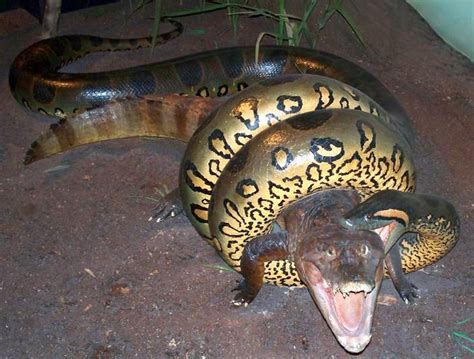 Anaconda 1 Predator Becomes Prey Badgerblogger Flickr