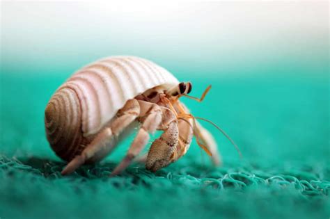 Hermit Crab Care Guide And Species Profile Fishkeeping World