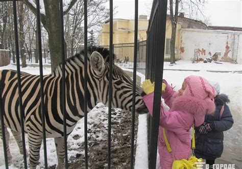 В 1980 году ему присвоен статус заповедной территории. Зимой поход в Харьковский зоопарк выйдет дешевле - Харьков ...