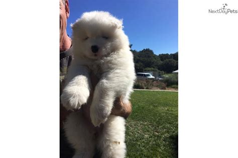There are three females a. White Girl: Samoyed puppy for sale near Monterey Bay ...