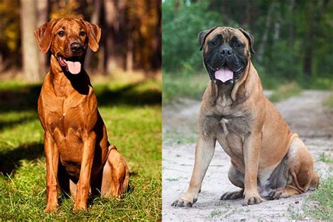 All About The Rhodesian Ridgeback Mastiff Mix With Pictures