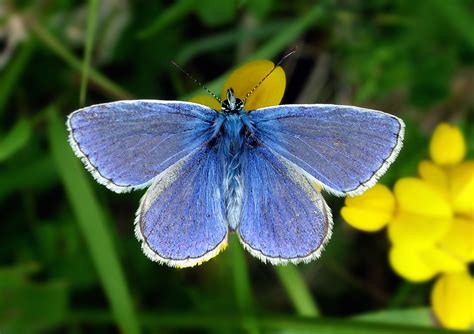 Help The National Trust In Its Big Butterfly Count