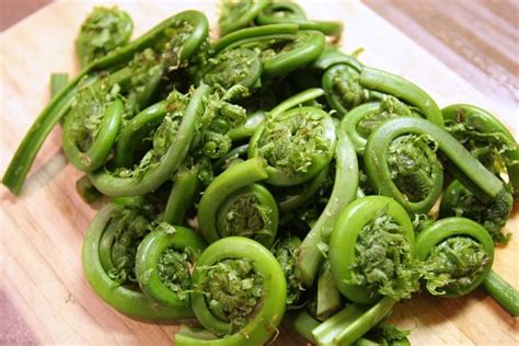 Fiddlehead Season Is So Close But True Mainers Can Hardly Wait