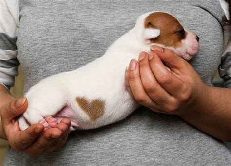 Puppy Love Dog Born With Heart Shaped Patch Of Fur In Time For