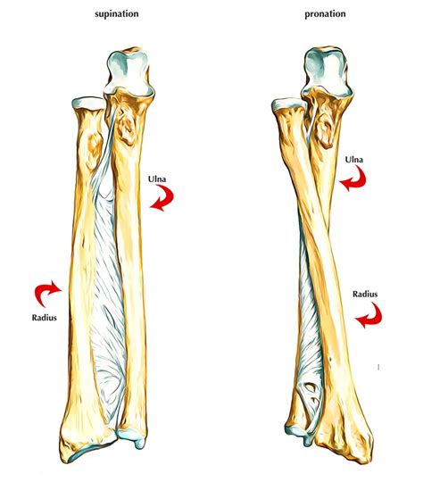 Radius Bone Anatomy Earths Lab