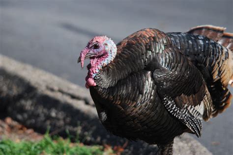 All news, headlines, photos and videos on turkey. Indiana wildlife officials asking for wild turkey ...