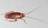 American Cockroach Pictures